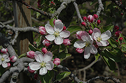 Goldrush Apple (Malus 'Goldrush') at Lakeshore Garden Centres