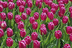 Purple Prince Tulip (Tulipa 'Purple Prince') at Lakeshore Garden Centres
