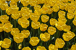 Golden Appeldoorn Tulip (Tulipa 'Golden Appeldoorn') at Lakeshore Garden Centres