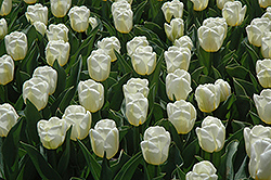 Calgary Tulip (Tulipa 'Calgary') at Lakeshore Garden Centres