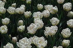 Foxtrot Tulip (Tulipa 'Foxtrot') at Lakeshore Garden Centres