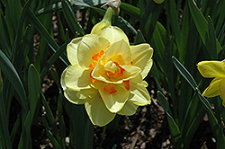 Tahiti Daffodil (Narcissus 'Tahiti') at Peter Knippel Garden Centre