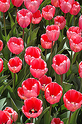 Pink Impression Tulip (Tulipa 'Pink Impression') at Peter Knippel Garden Centre