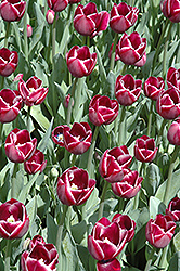 Atlantis Tulip (Tulipa 'Atlantis') at Lakeshore Garden Centres