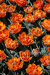 Orange Princess Tulip (Tulipa 'Orange Princess') at Lakeshore Garden Centres