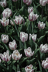 Zurel Tulip (Tulipa 'Zurel') at Lakeshore Garden Centres