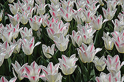 Holland Chic Tulip (Tulipa 'Holland Chic') at Lakeshore Garden Centres