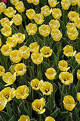 Easter Moon Tulip (Tulipa 'Easter Moon') at Lakeshore Garden Centres