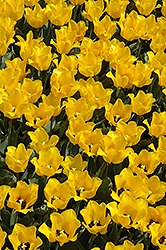 Golden Tango Tulip (Tulipa 'Golden Tango') at Lakeshore Garden Centres