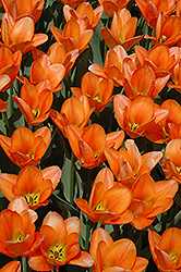 Orange Emperor Tulip (Tulipa 'Orange Emperor') at Peter Knippel Garden Centre