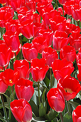 Big Chief Tulip (Tulipa 'Big Chief') at Lakeshore Garden Centres