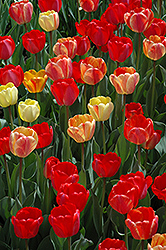 Gudoshnik Tulip (Tulipa 'Gudoshnik') at Lakeshore Garden Centres