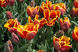 Bright Parrot Tulip (Tulipa 'Bright Parrot') at Lakeshore Garden Centres