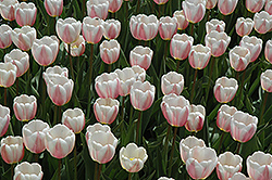 Baronesse Tulip (Tulipa 'Baronesse') at Lakeshore Garden Centres