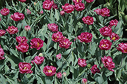 Lilac Perfection Tulip (Tulipa 'Lilac Perfection') at Lakeshore Garden Centres