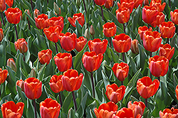 Furore Tulip (Tulipa 'Furore') at Lakeshore Garden Centres
