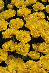 True And Fair Tulip (Tulipa 'True And Fair') at Lakeshore Garden Centres