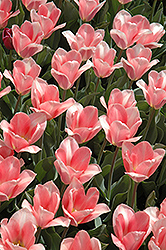 Apricot Emperor Tulip (Tulipa 'Apricot Emperor') at Lakeshore Garden Centres