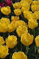 Maja Tulip (Tulipa 'Maja') at Lakeshore Garden Centres