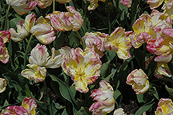 Weber's Parrot Tulip (Tulipa 'Weber's Parrot') at Lakeshore Garden Centres