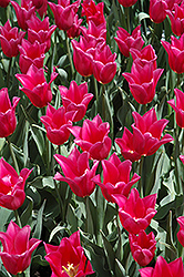 Mariette Tulip (Tulipa 'Mariette') at Lakeshore Garden Centres