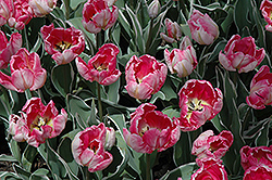 Carmine Parrot Tulip (Tulipa 'Carmine Parrot') at Lakeshore Garden Centres