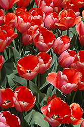 Big Apricot Tulip (Tulipa 'Big Apricot') at Lakeshore Garden Centres