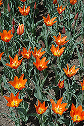 Fokker Fan Fan Tulip (Tulipa 'Fokker Fan Fan') at Lakeshore Garden Centres