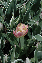 China Town Tulip (Tulipa 'China Town') at Lakeshore Garden Centres