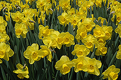 Camelot Daffodil (Narcissus 'Camelot') at Lakeshore Garden Centres