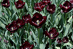 Queen of the Night Tulip (Tulipa 'Queen of the Night') at Lakeshore Garden Centres