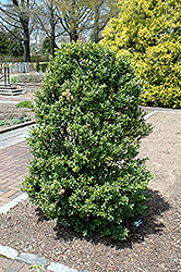 Schwoebel's Upright Japanese Holly (Ilex crenata 'Schwoebel Upright') at Lakeshore Garden Centres