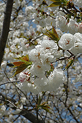 Mt. Fuji Flowering Cherry (Prunus serrulata 'Shirotae') at Lakeshore Garden Centres