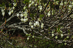 J.L. Pennock White Enkianthus (Enkianthus perulatus 'J.L. Pennock') at Lakeshore Garden Centres