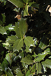 Robin Holly (Ilex 'Conin') at Lakeshore Garden Centres