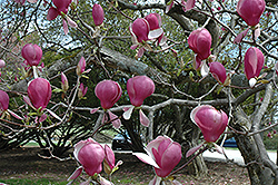 Lennei Saucer Magnolia (Magnolia x soulangeana 'Lennei') at Lakeshore Garden Centres
