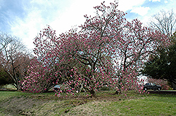 Lennei Saucer Magnolia (Magnolia x soulangeana 'Lennei') at Lakeshore Garden Centres