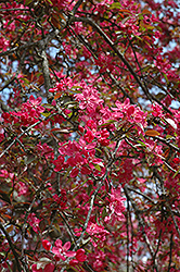 Purple Flowering Crab (Malus x purpurea) at Lakeshore Garden Centres