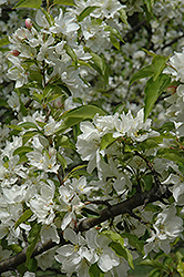 Siberian Crab Apple (Malus baccata) at Lakeshore Garden Centres