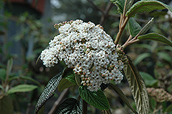 Dart's Duke Lantanaphyllum Viburnum (Viburnum x rhytidophylloides 'Interduke') at Lakeshore Garden Centres