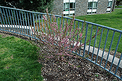 Dwarf Bush Cherry (Prunus jacquemontii) at Lakeshore Garden Centres