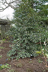 James G. Essen Holly (Ilex x altaclerensis 'James G. Essen') at Lakeshore Garden Centres