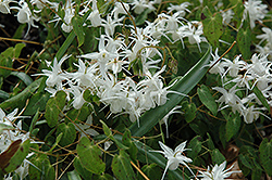 Milky Way Bishop's Hat (Epimedium x youngianum 'Milky Way') at Lakeshore Garden Centres