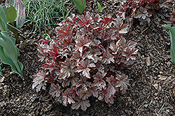 Gunsmoke Foamy Bells (Heucherella 'Gunsmoke') at Lakeshore Garden Centres