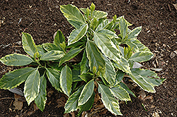 Limbata Aucuba (Aucuba japonica 'Limbata') at Lakeshore Garden Centres