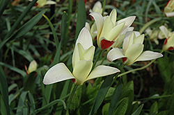Taco Tulip (Tulipa 'Taco') at Lakeshore Garden Centres