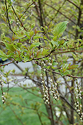 Variegated Golden Spiketail (Stachyurus praecox 'Aureo Variegata') at Lakeshore Garden Centres