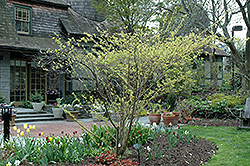 Variegated Golden Spiketail (Stachyurus praecox 'Aureo Variegata') at Lakeshore Garden Centres