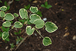 Ena Nishiki Variegated Disanthus (Disanthus cercidifolius 'Ena Nishiki') at Lakeshore Garden Centres