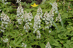 Eco Splotched Velvet Foamflower (Tiarella cordifolia 'Eco Splotched Velvet') at Lakeshore Garden Centres
